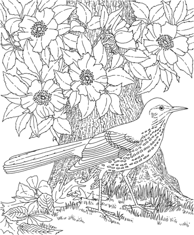 Brown Thrasher And Cherokee Rose Georgia Bird And Flower Coloring Page